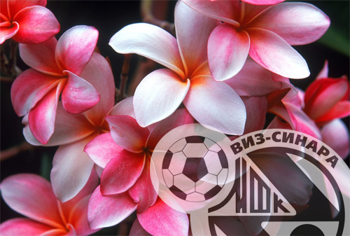 Поздравляем Александру Попову! Поздравляем Александру Попову!